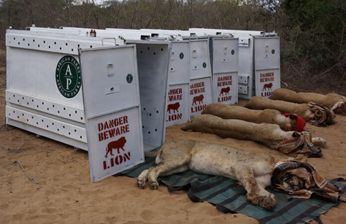 Lions Return to Akagera