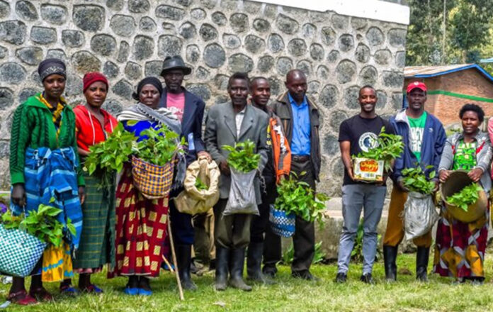 Alnus Tree Planting Near Gorilla Habitat